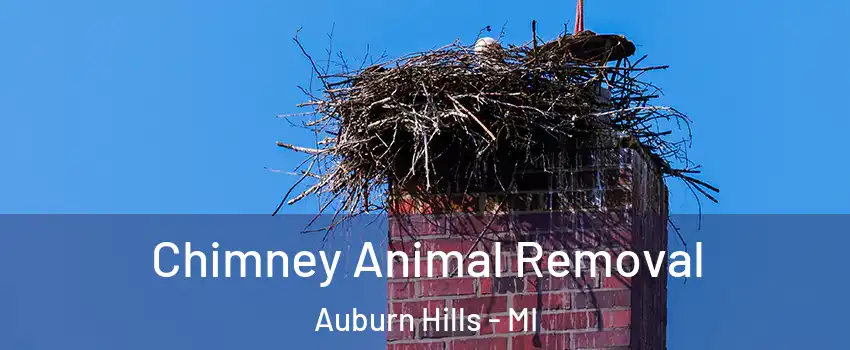 Chimney Animal Removal Auburn Hills - MI