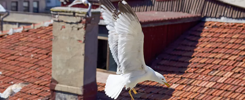 Residential Chimney Animal Removal Solution in Auburn Hills, MI