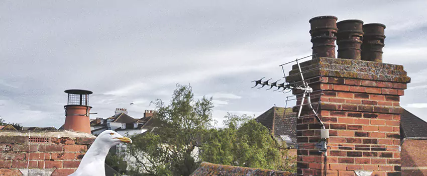 Chimney Cleaning And Restoration in Auburn Hills, Michigan
